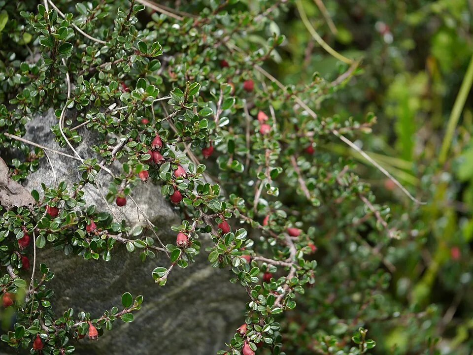 Apró levelű, nepáli madárbirs / Cotoneaster microphyllus