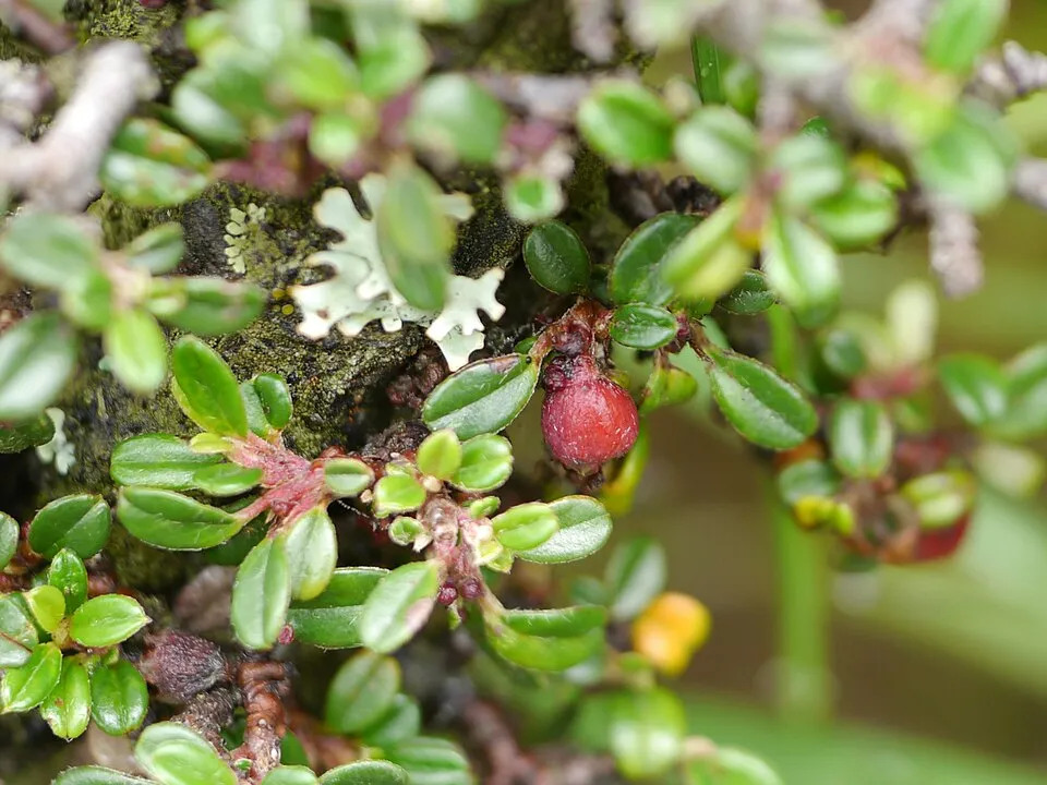 Talajtakaró madárbirs / Cotoneaster procumbens 'Queen of Carpets'