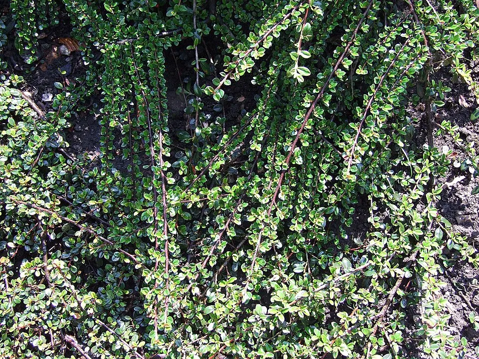 Talajtakaró madárbirs / Cotoneaster procumbens 'Queen of Carpets'
