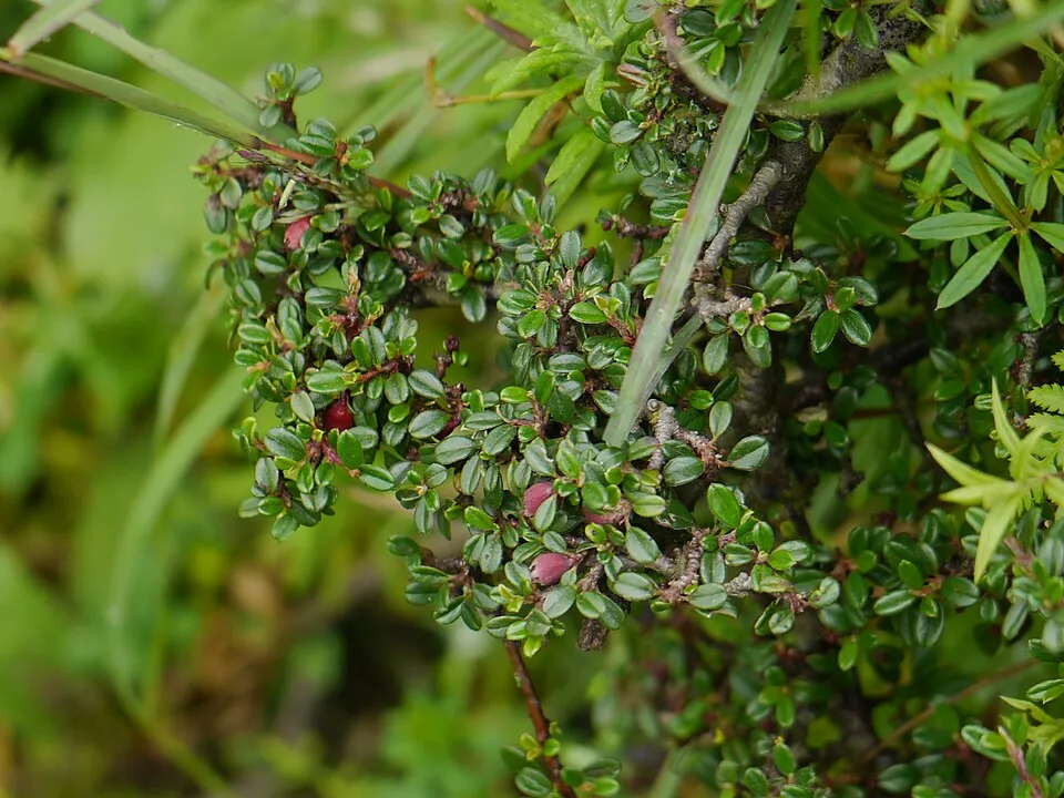 Talajtakaró madárbirs / Cotoneaster procumbens 'Queen of Carpets'