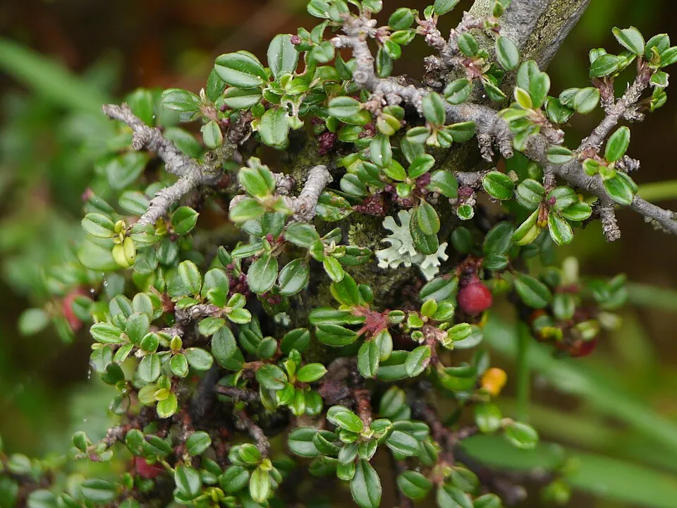 Talajtakaró madárbirs / Cotoneaster procumbens 'Streib's Findling'