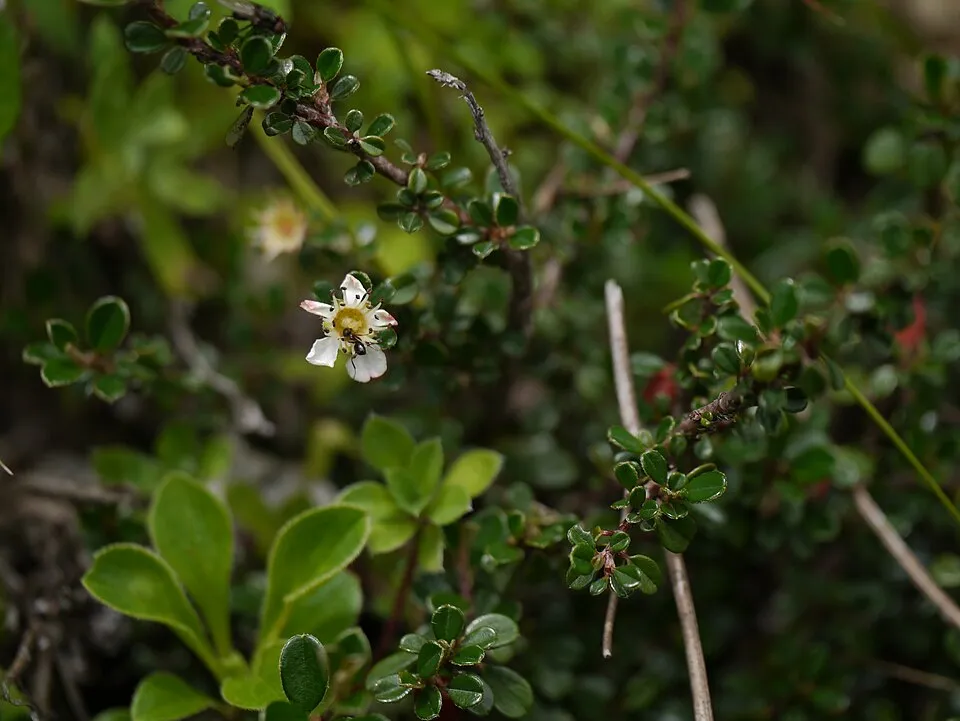 Talajtakaró madárbirs / Cotoneaster procumbens 'Streib's Findling'