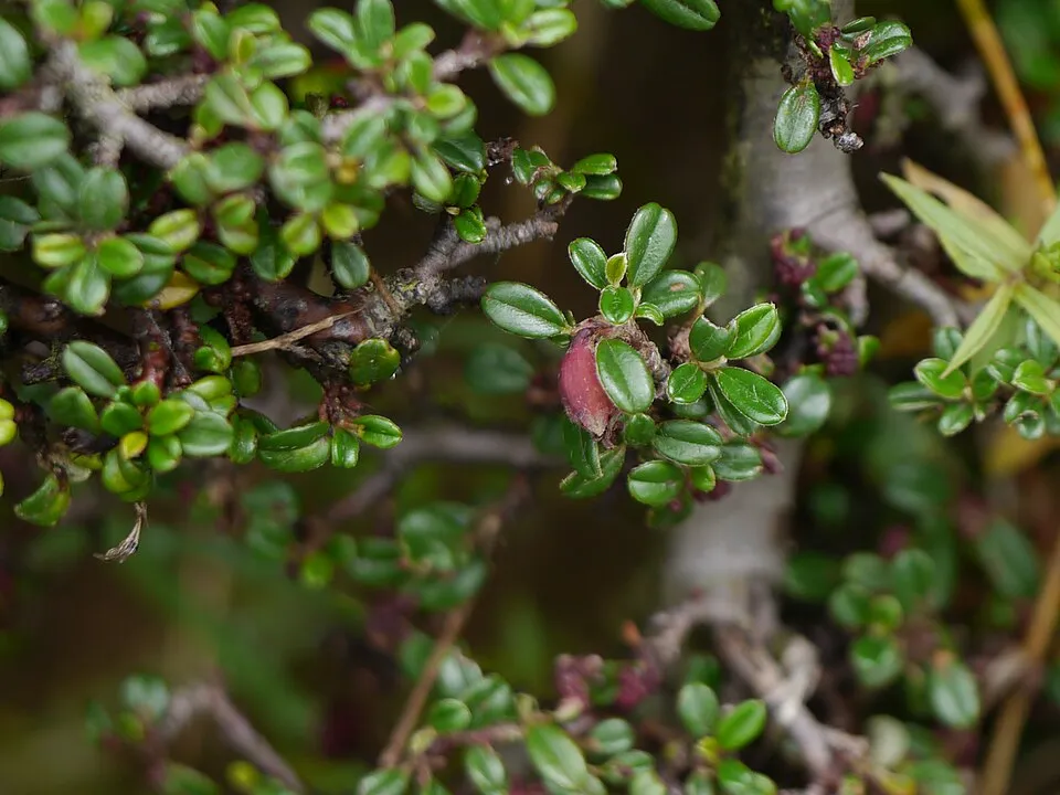 Talajtakaró madárbirs / Cotoneaster procumbens 'Streib's Findling'
