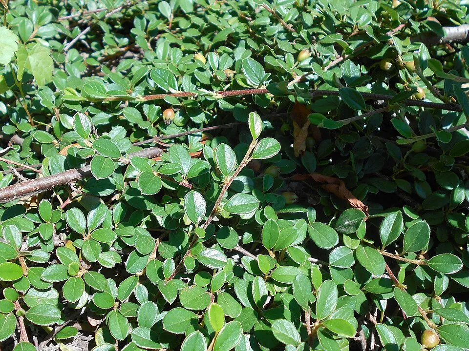 Szőnyeg madárbirs / Cotoneaster radicans