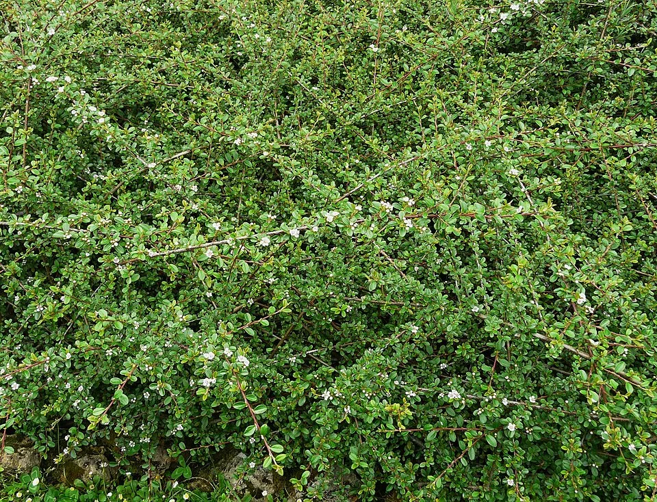 Szőnyeg madárbirs / Cotoneaster radicans