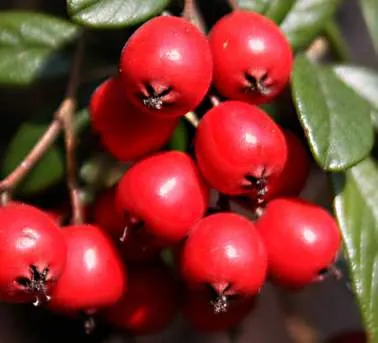 Szőnyeg madárbirs / Cotoneaster radicans