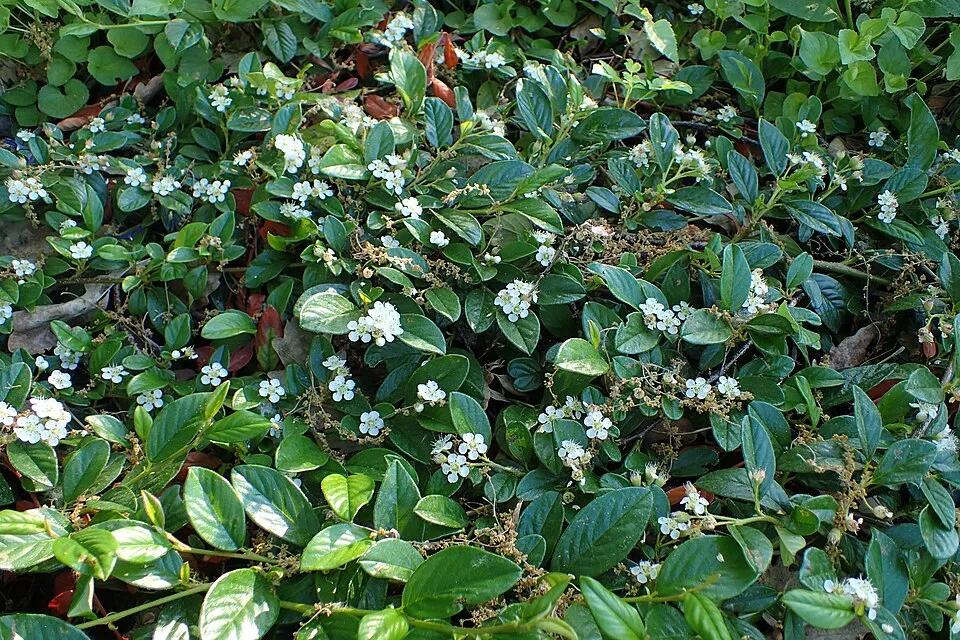 Szőnyeg madárbirs / Cotoneaster radicans