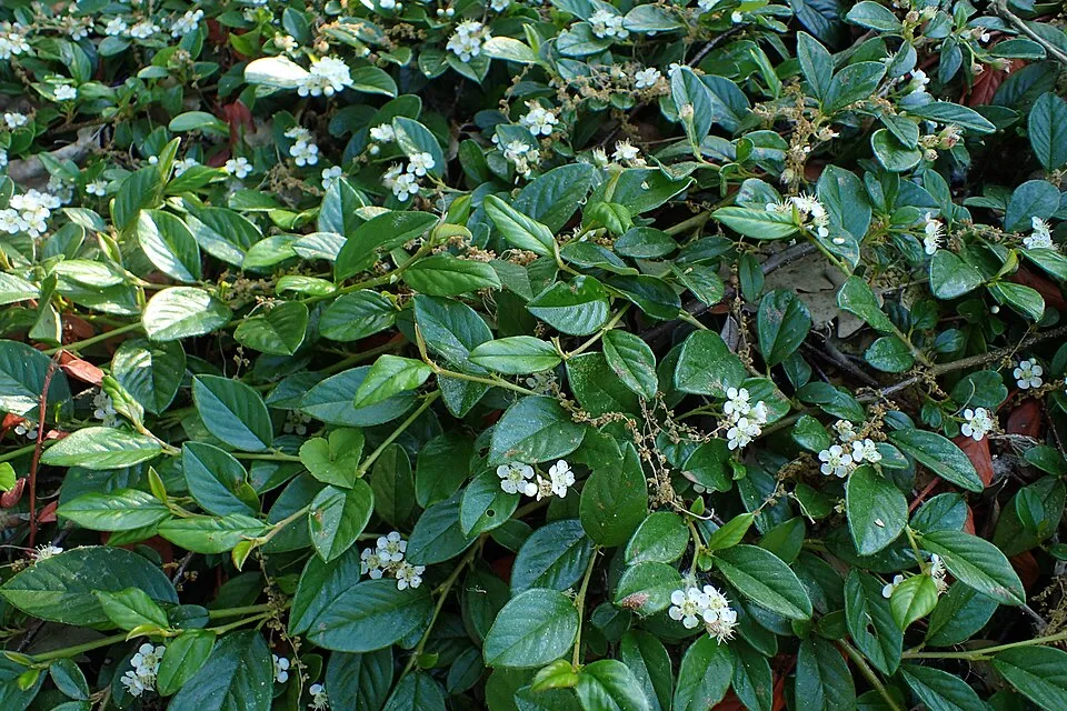 Szőnyeg madárbirs / Cotoneaster radicans
