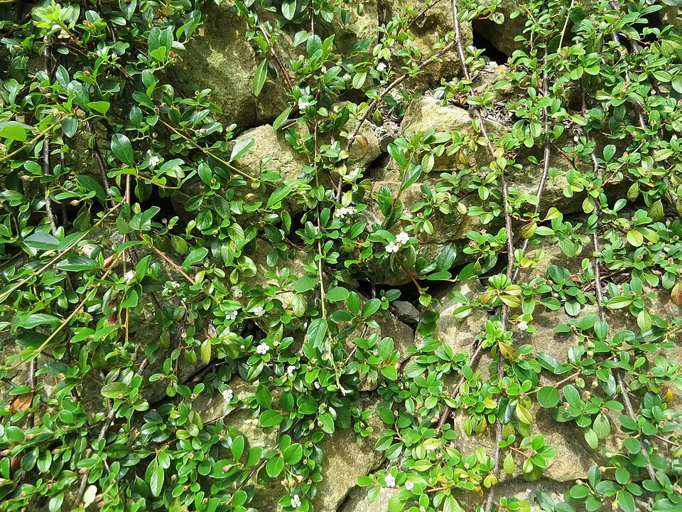 Szőnyeg madárbirs / Cotoneaster radicans