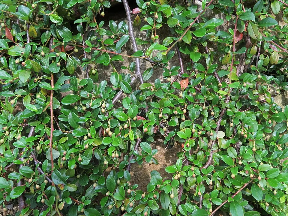 Szőnyeg madárbirs / Cotoneaster radicans