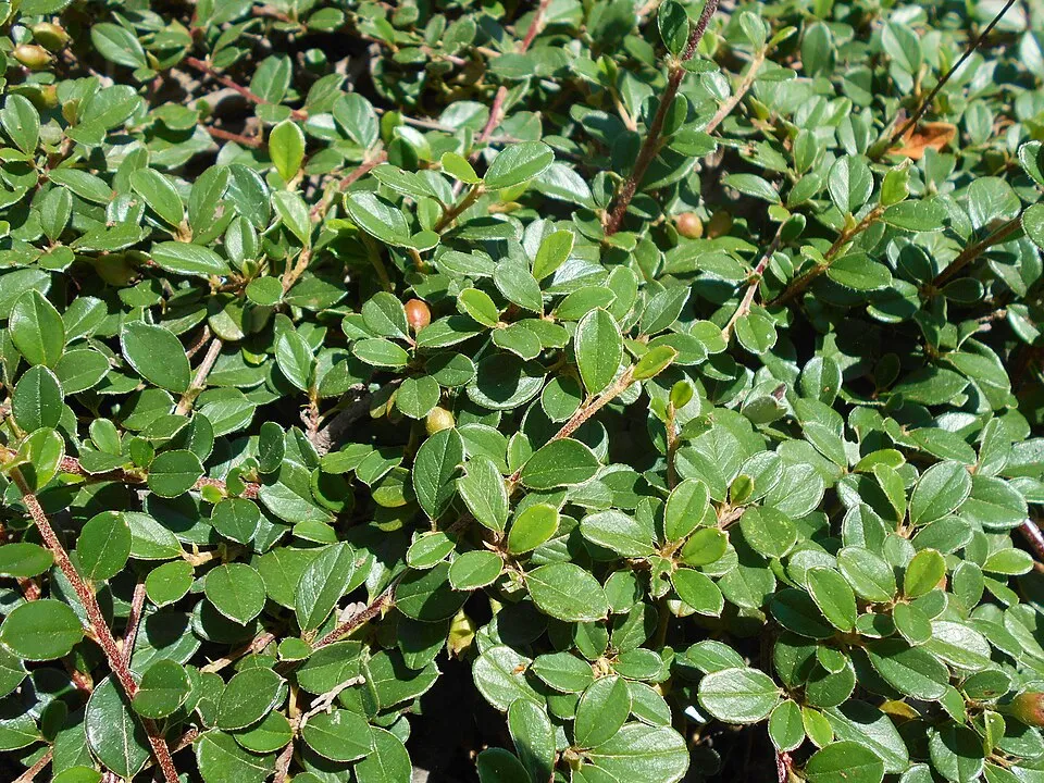 Szőnyeg madárbirs / Cotoneaster radicans