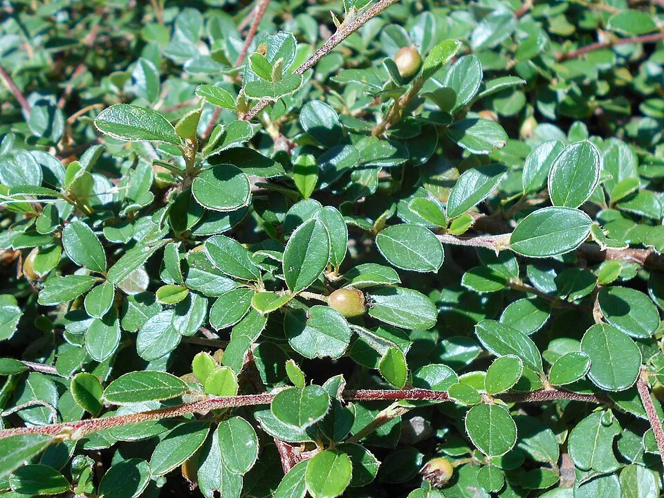Szőnyeg madárbirs / Cotoneaster radicans