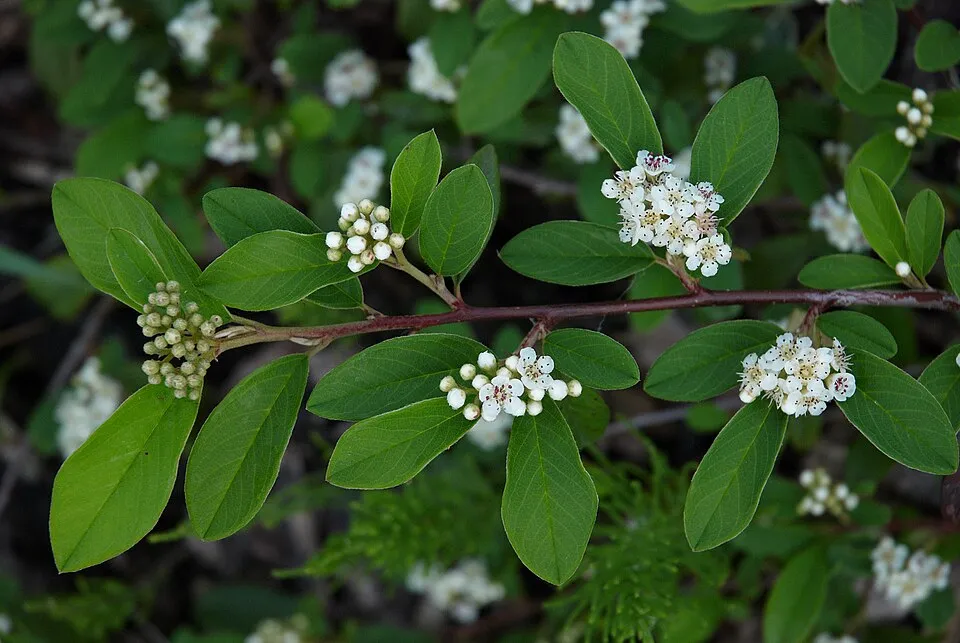 Fűzlevelű talajtakaró madárbirs / Cotoneaster salicifolius 'Herbst Fleur'