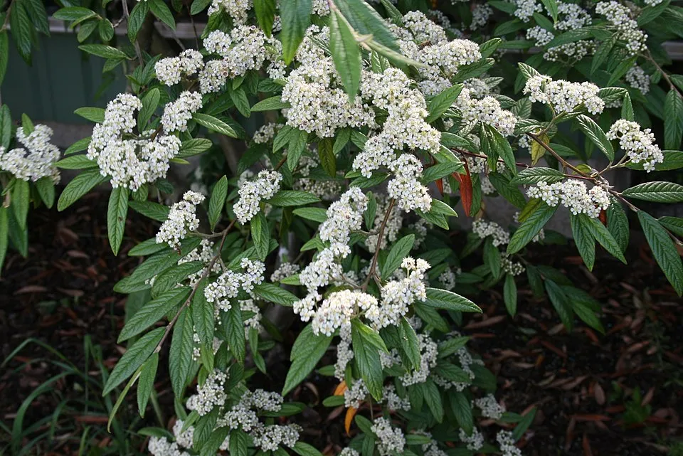 Fűzlevelű talajtakaró madárbirs / Cotoneaster salicifolius 'Herbst Fleur'