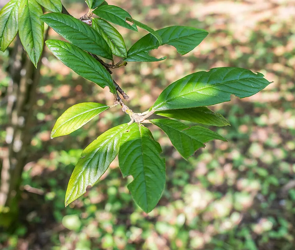 Fűzlevelű talajtakaró madárbirs / Cotoneaster salicifolius 'Herbst Fleur'