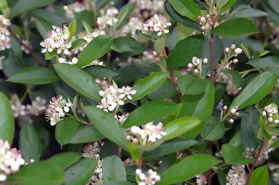 Fekete berkenye / Aronia melanocarpa