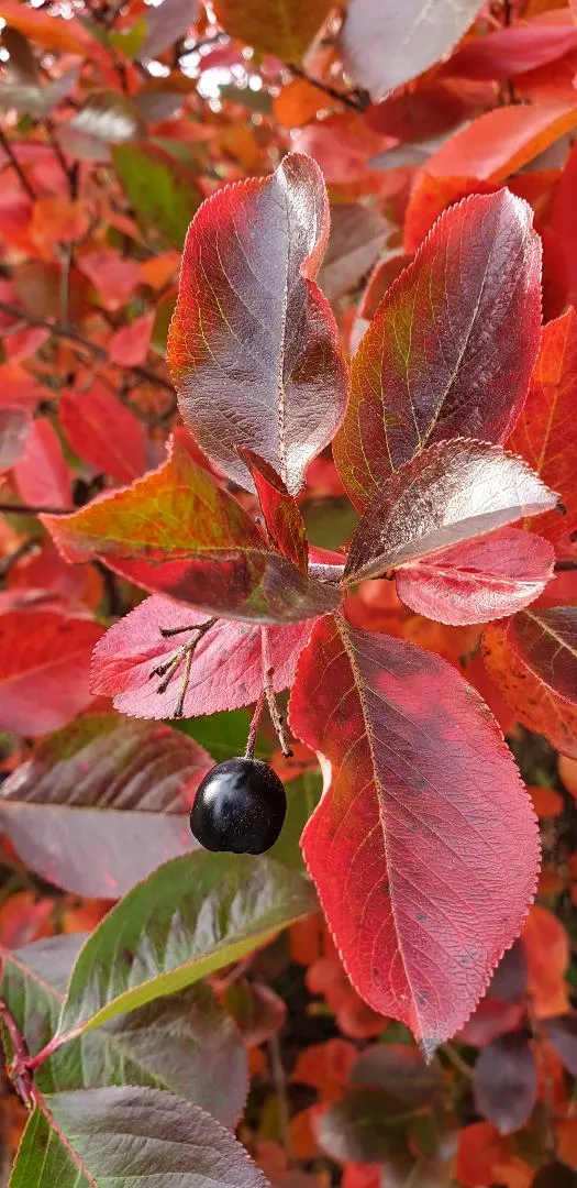 Fekete berkenye / Aronia melanocarpa