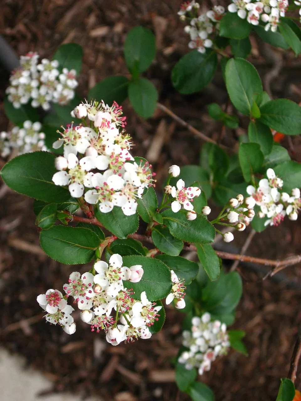 Fekete berkenye / Aronia melanocarpa
