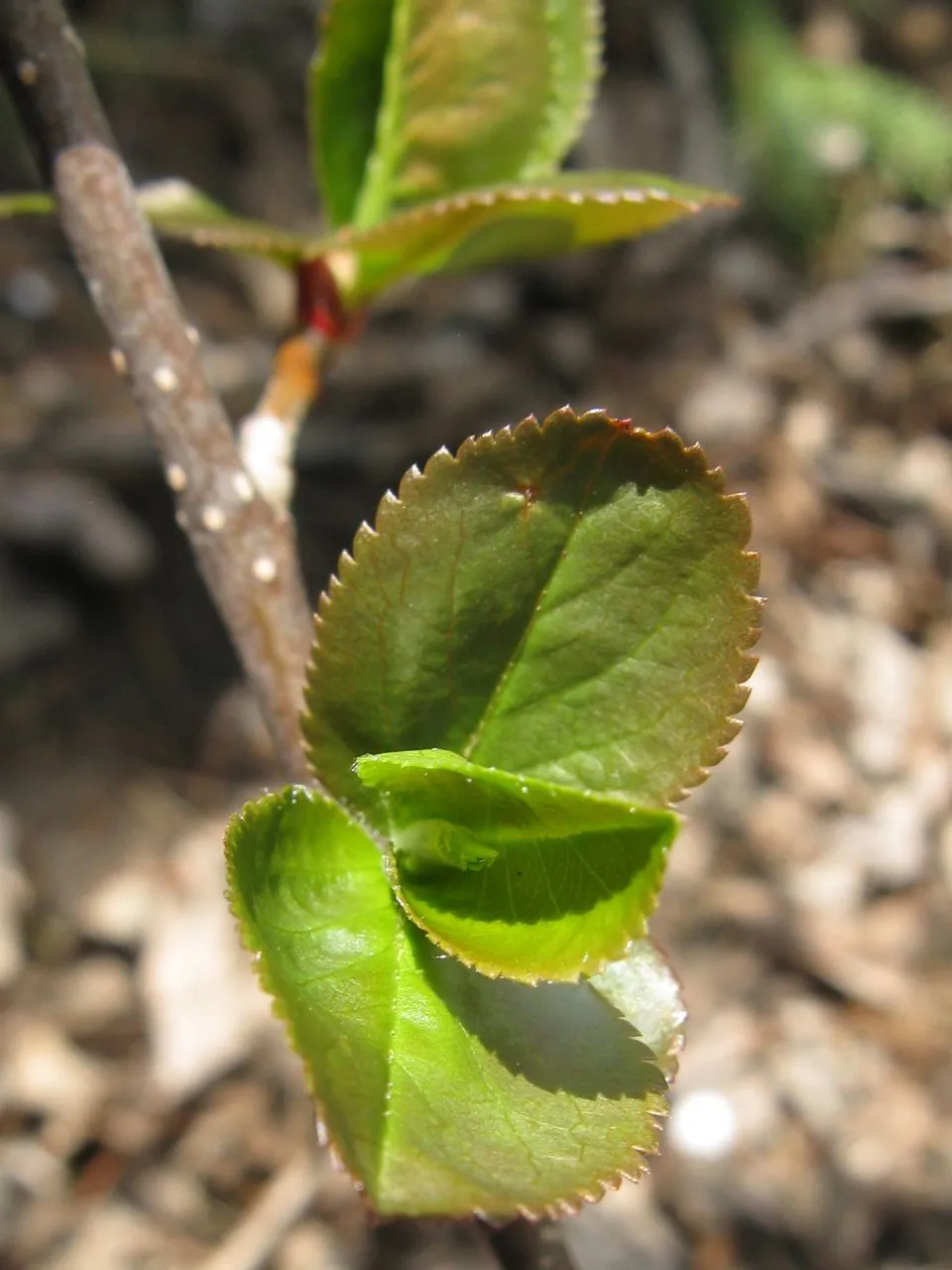 Fekete berkenye / Aronia melanocarpa