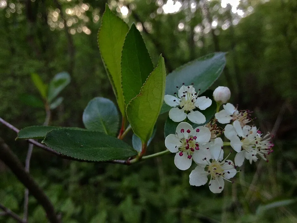 Fekete berkenye / Aronia melanocarpa
