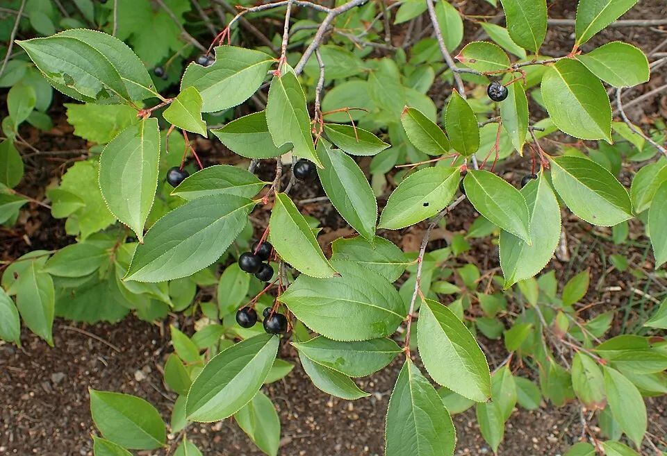 Fekete berkenye / Aronia melanocarpa