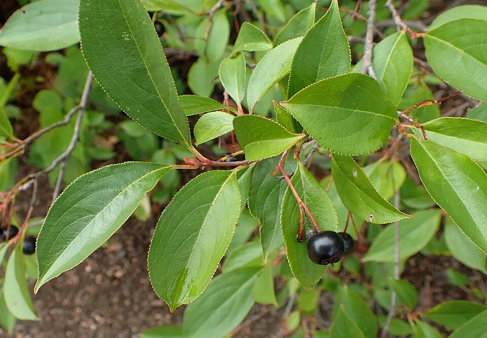 Fekete berkenye / Aronia melanocarpa