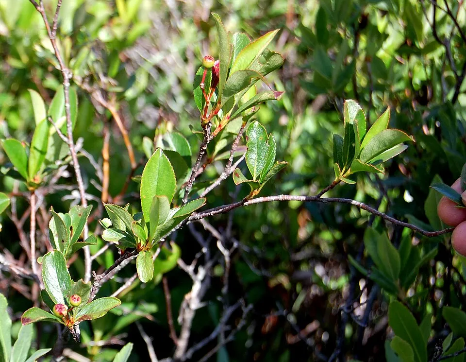 Fekete berkenye / Aronia melanocarpa