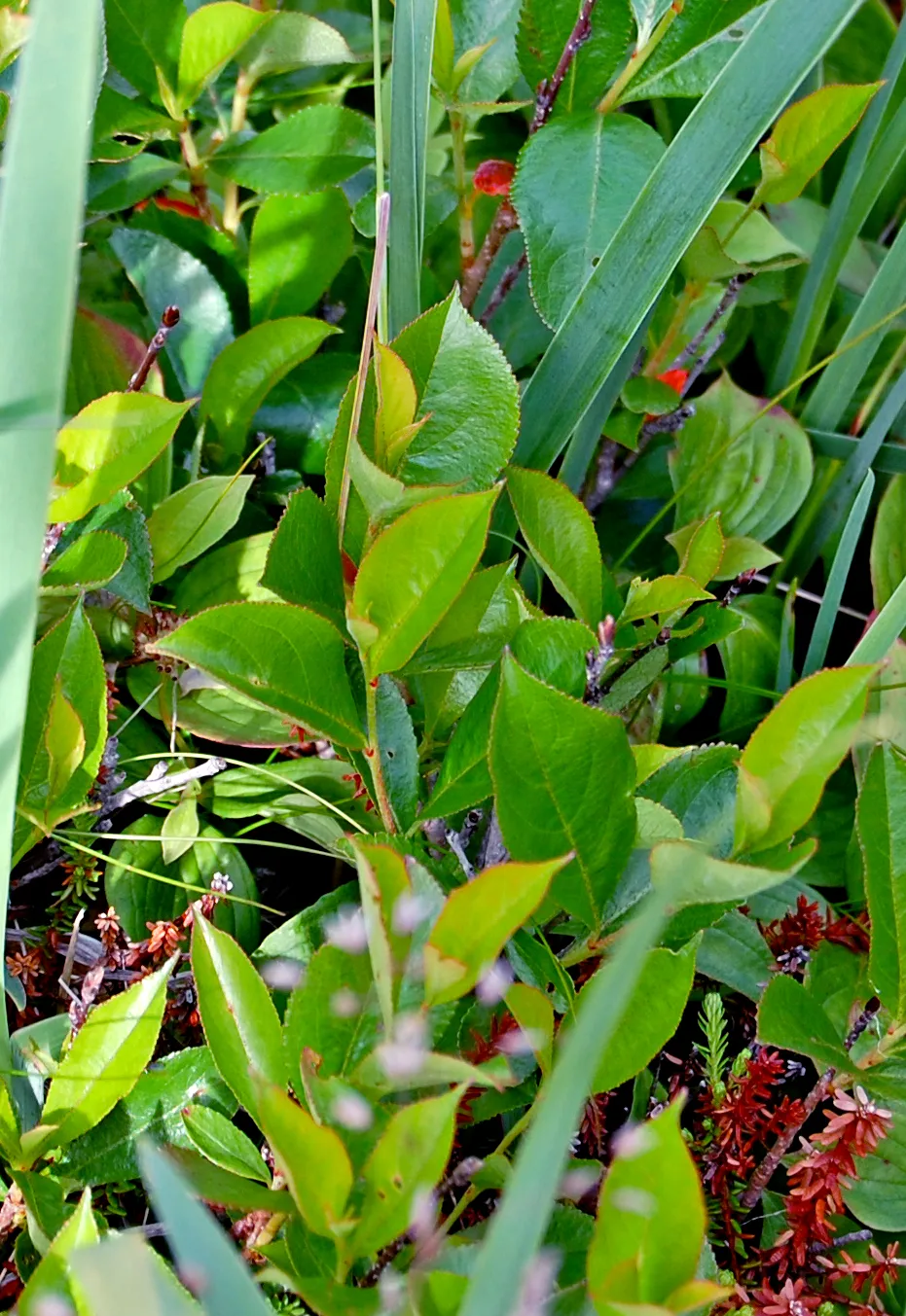 Fekete berkenye / Aronia melanocarpa