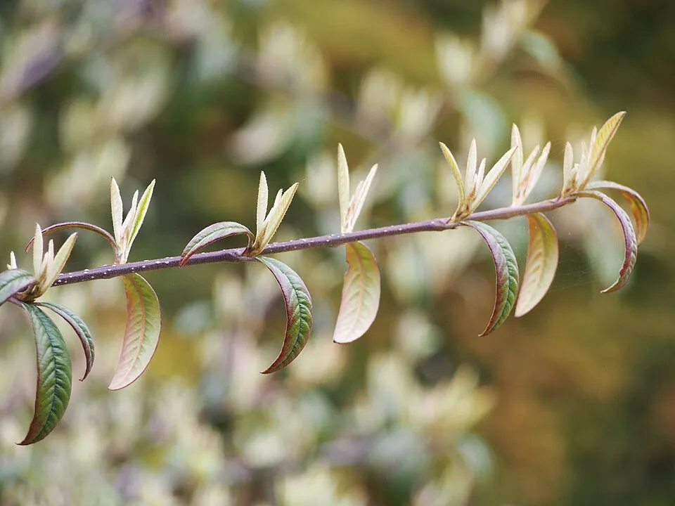 Fűzlevelű talajtakaró madárbirs / Cotoneaster salicifolius 'Parkteppich'