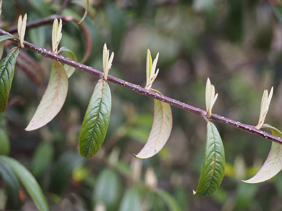 Fűzlevelű talajtakaró madárbirs / Cotoneaster salicifolius 'Parkteppich'