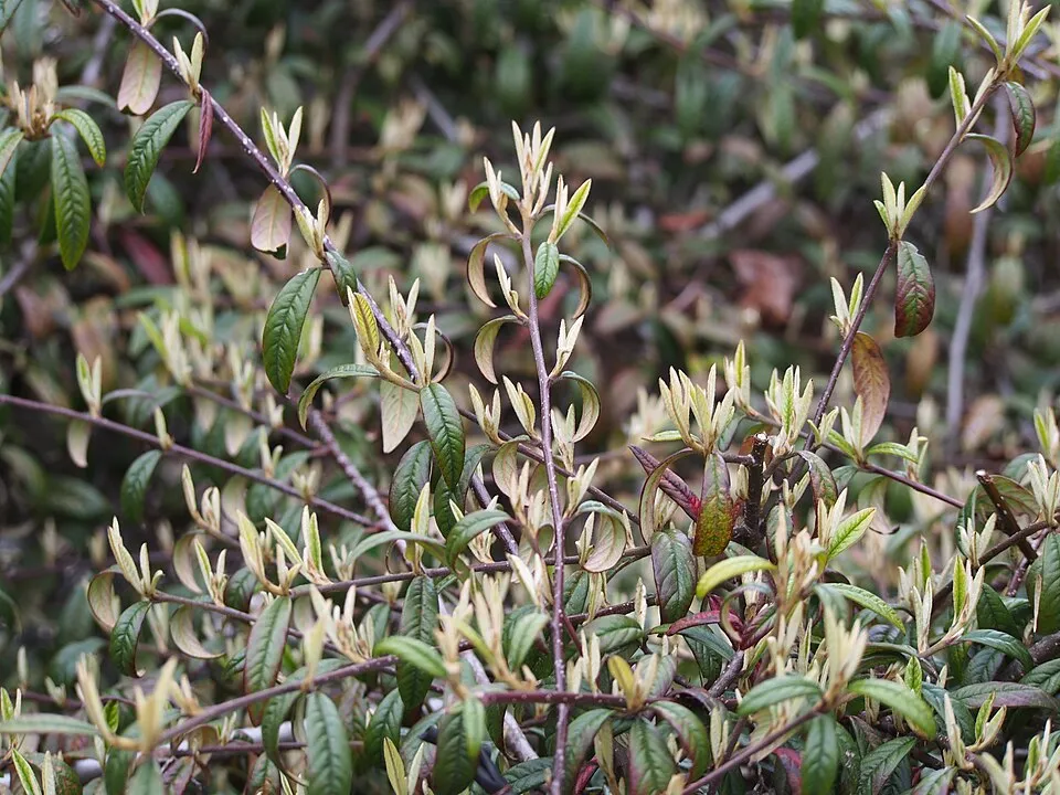 Fűzlevelű talajtakaró madárbirs / Cotoneaster salicifolius 'Parkteppich'