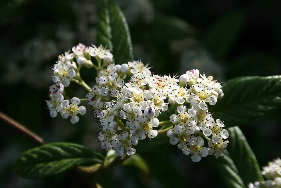 Fűzlevelű talajtakaró madárbirs / Cotoneaster salicifolius 'Parkteppich'