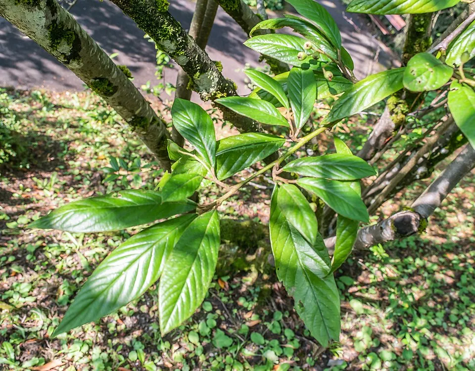 Fűzlevelű talajtakaró madárbirs / Cotoneaster salicifolius 'Parkteppich'