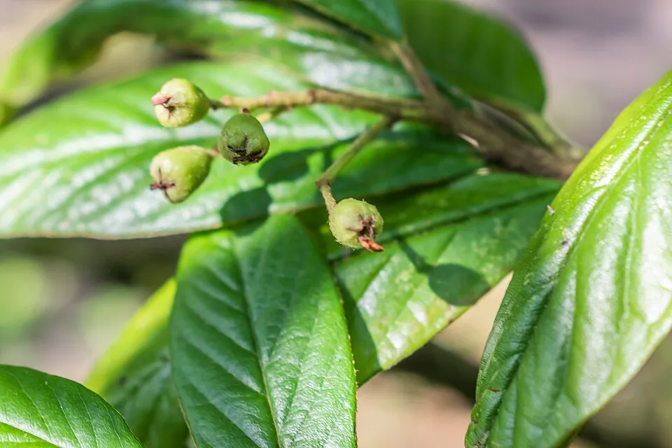 Fűzlevelű talajtakaró madárbirs / Cotoneaster salicifolius 'Parkteppich'