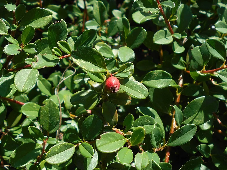 Henye madárbirs / Cotoneaster x suecicus 'Skogholm'