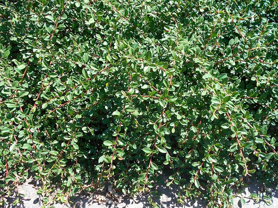 Henye madárbirs / Cotoneaster x suecicus 'Skogholm'