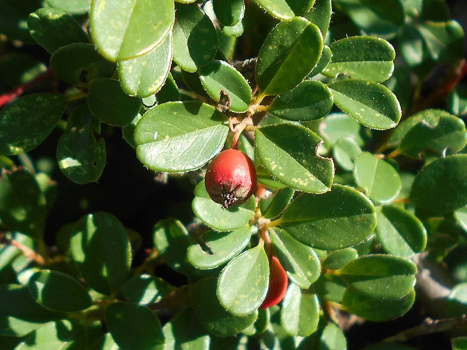 Henye madárbirs / Cotoneaster x suecicus 'Skogholm'