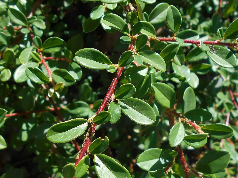 Henye madárbirs / Cotoneaster x suecicus 'Skogholm'