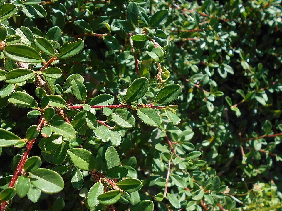 Henye madárbirs / Cotoneaster x suecicus 'Skogholm'