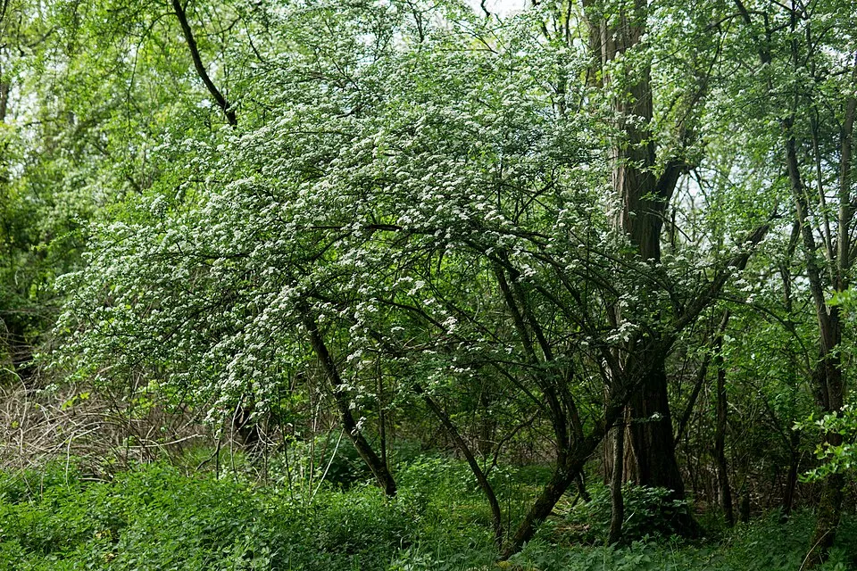 Egybibés galagonya / Crataegus monogyna