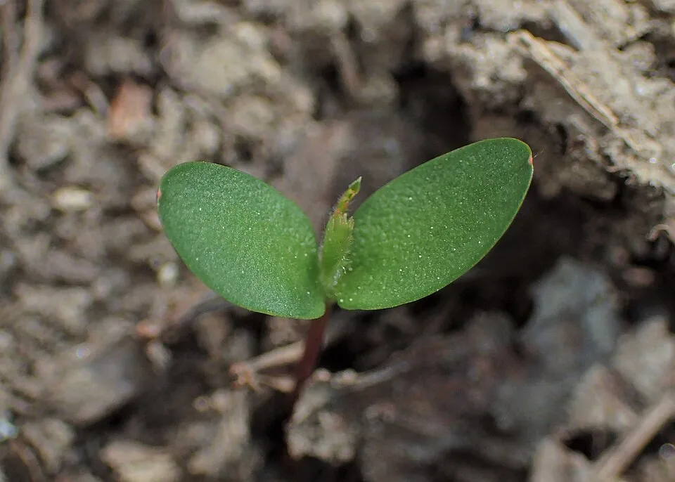 Egybibés galagonya / Crataegus monogyna