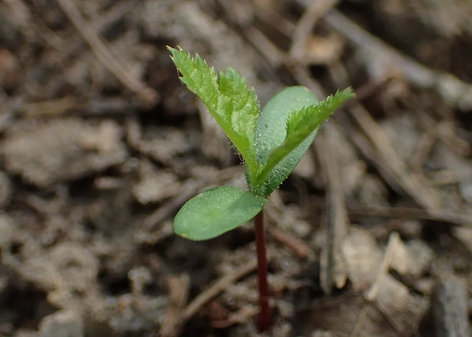 Egybibés galagonya / Crataegus monogyna