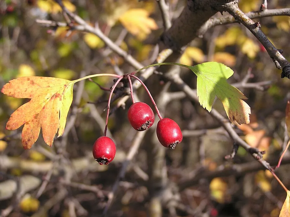 Egybibés galagonya / Crataegus monogyna