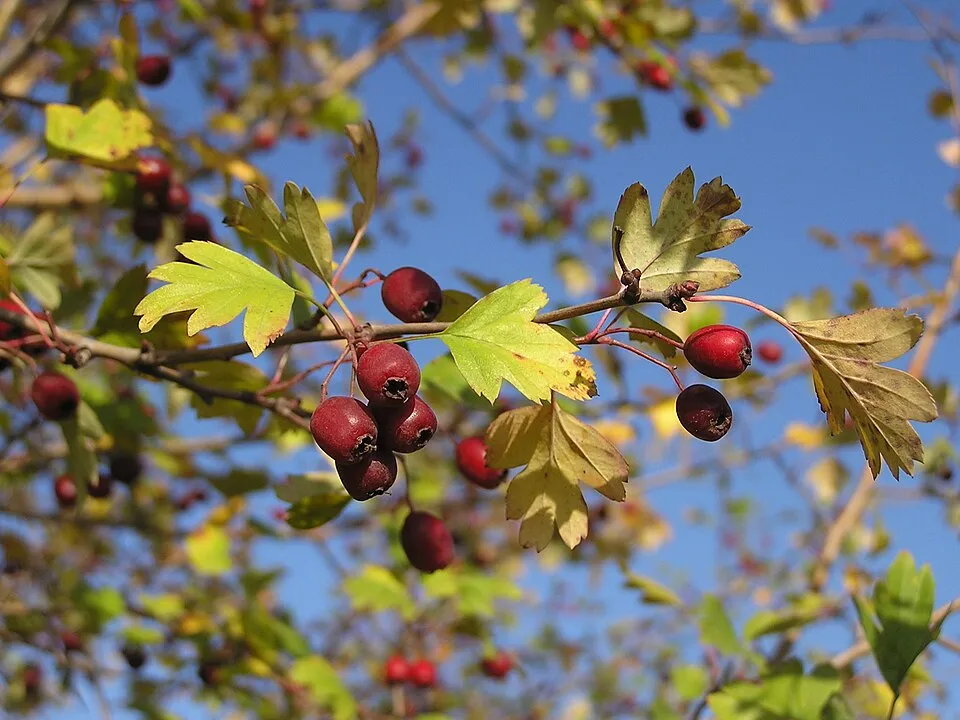 Egybibés galagonya / Crataegus monogyna