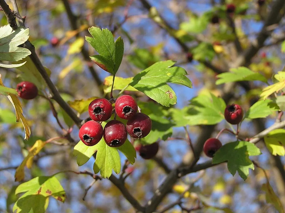Egybibés galagonya / Crataegus monogyna