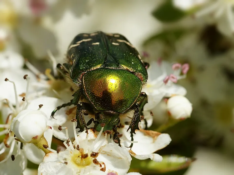 Egybibés galagonya / Crataegus monogyna