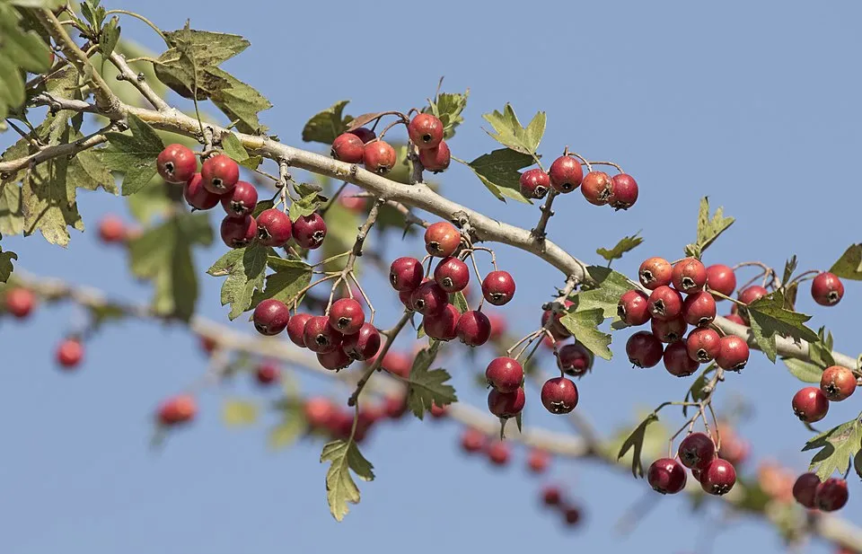 Egybibés galagonya / Crataegus monogyna