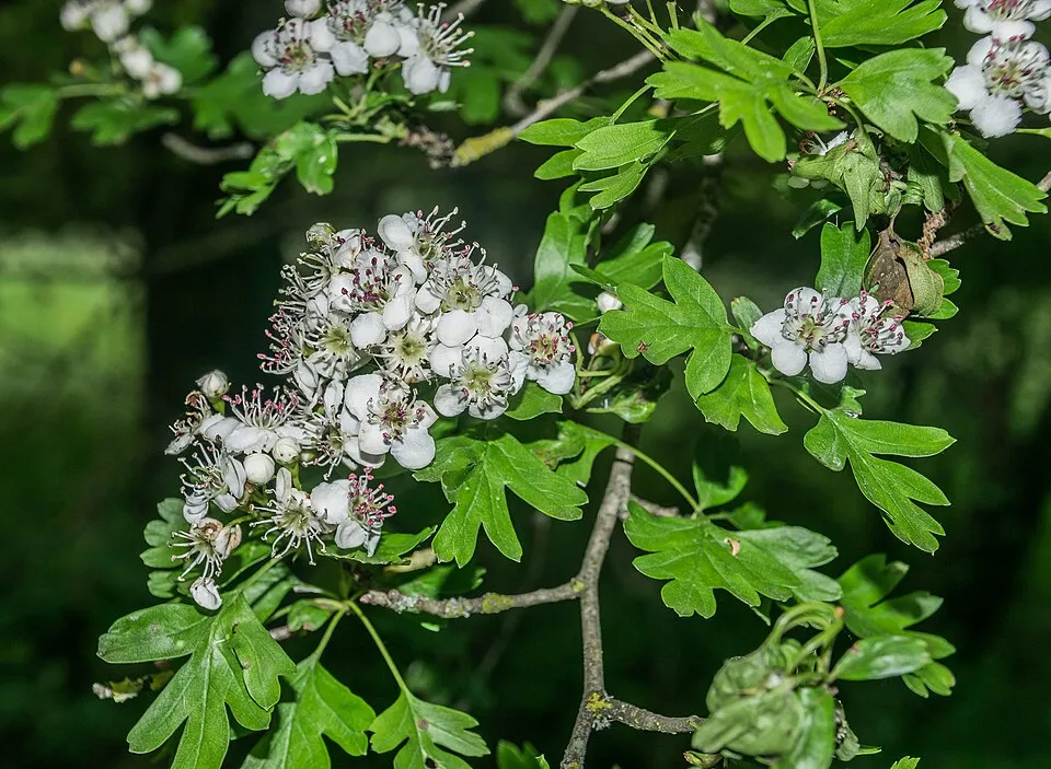 Egybibés galagonya / Crataegus monogyna