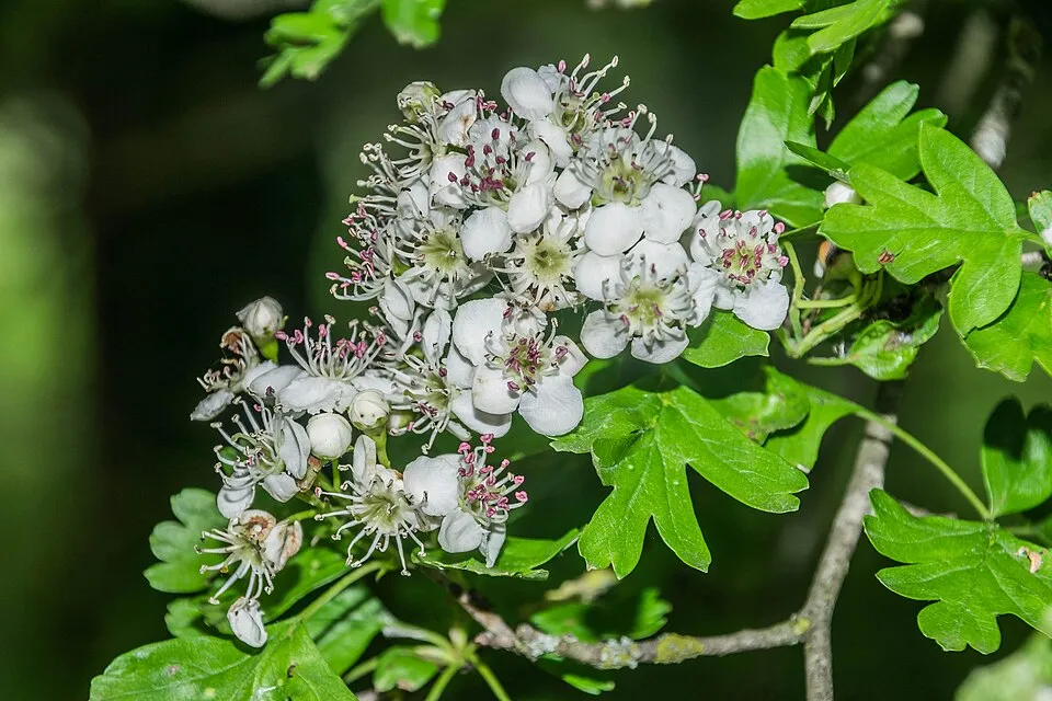 Egybibés galagonya / Crataegus monogyna