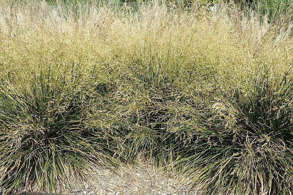 Gyepes sédbúza / Deschampsia cespitosa 'Goldtau'